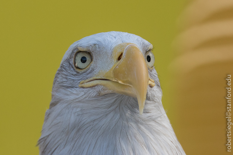 bald eagle